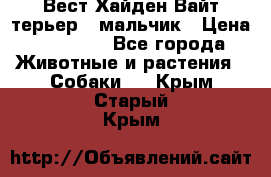 Вест Хайден Вайт терьер - мальчик › Цена ­ 35 000 - Все города Животные и растения » Собаки   . Крым,Старый Крым